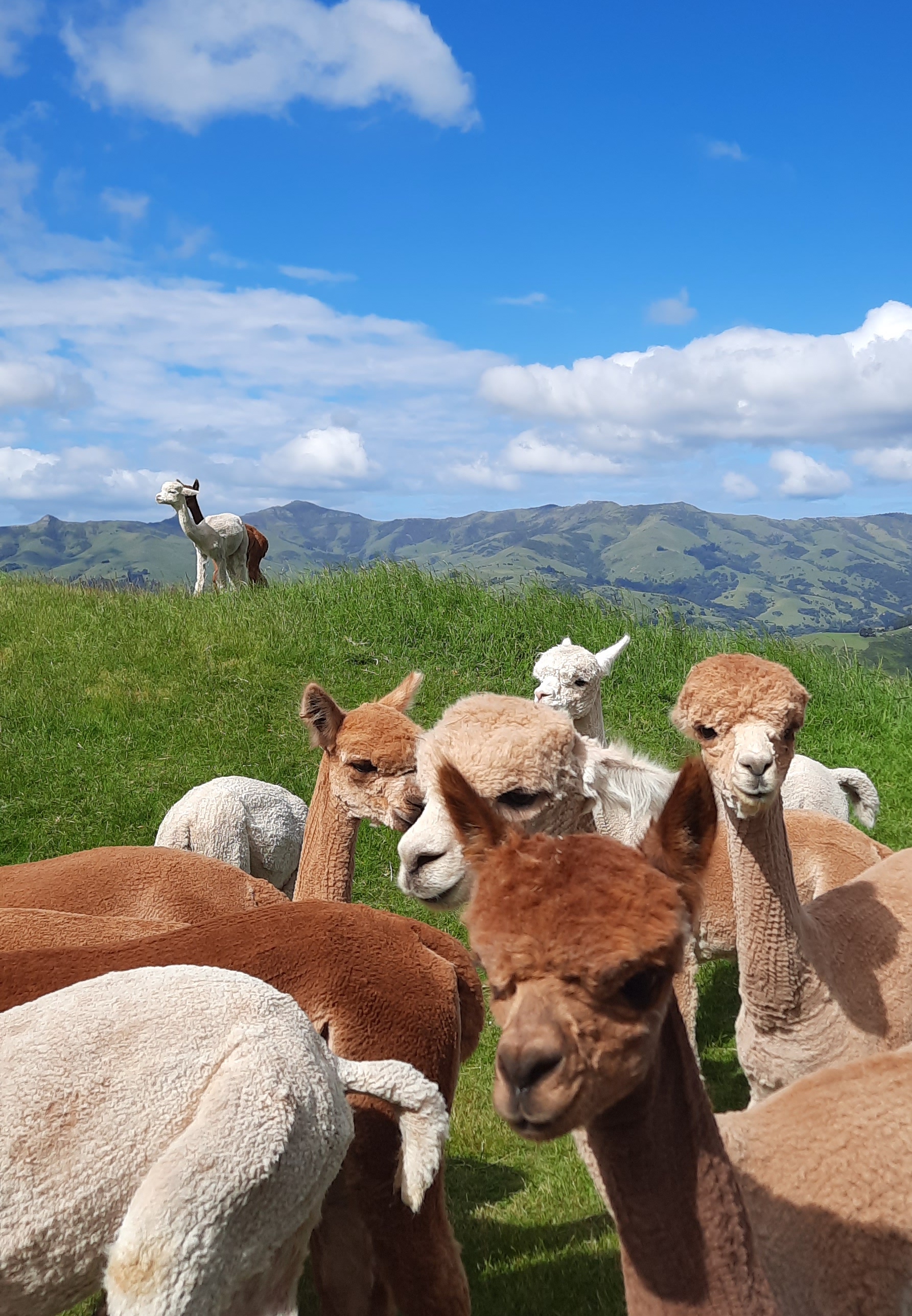 Shammara Alpacas